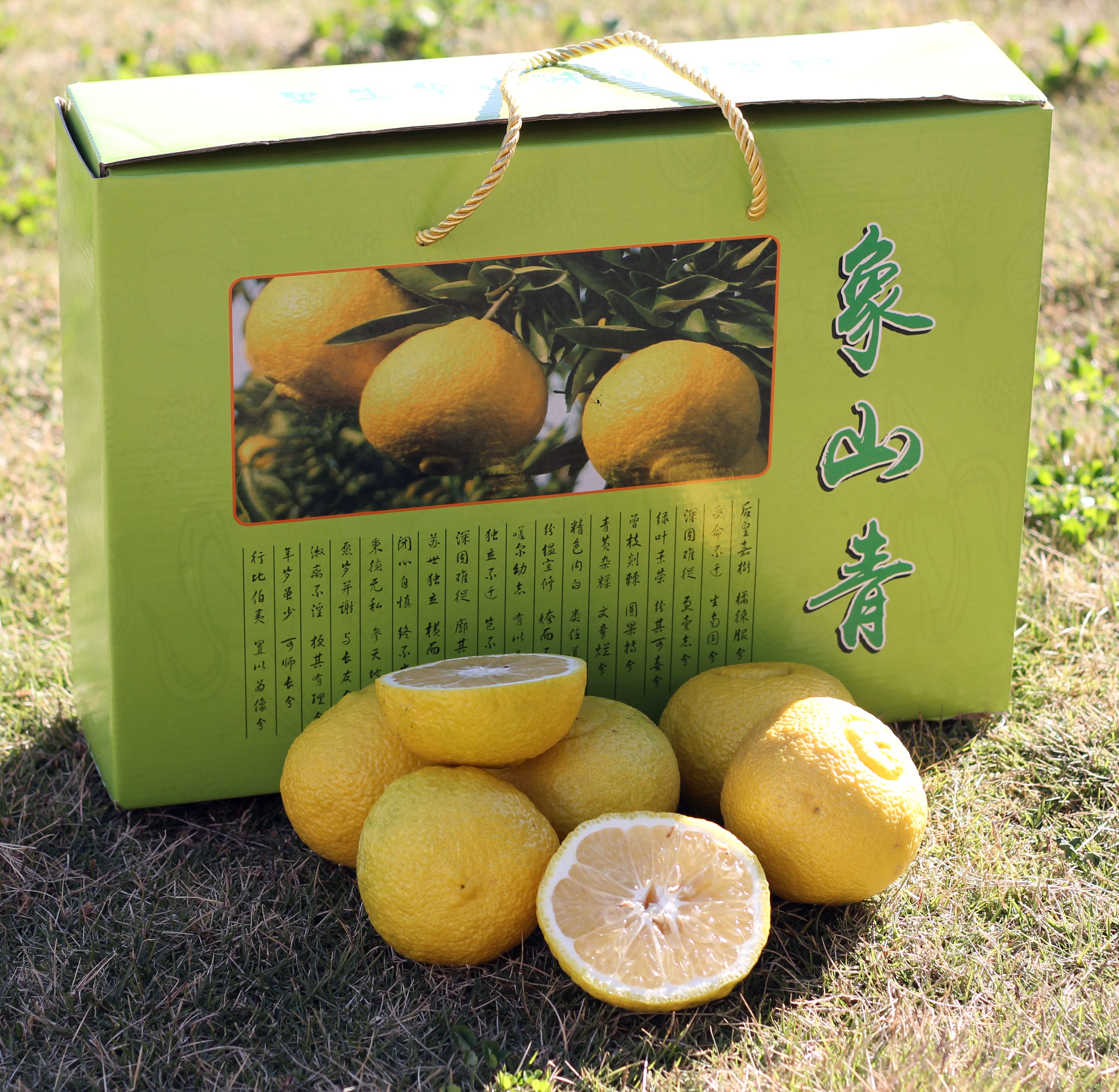 日本春香 正宗象山青柑橘  黄金贡柚桔子新鲜清香水果清甜礼盒装