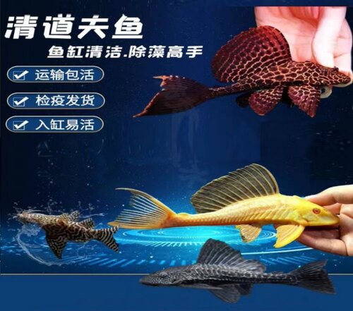 清洁清洁鱼清道夫琵琶鱼清道夫