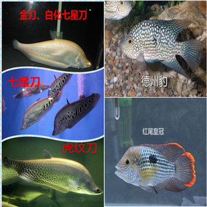 七星刀鱼白化金刀鱼 德萨德州豹鱼 红尾皇冠玉面皇冠鱼