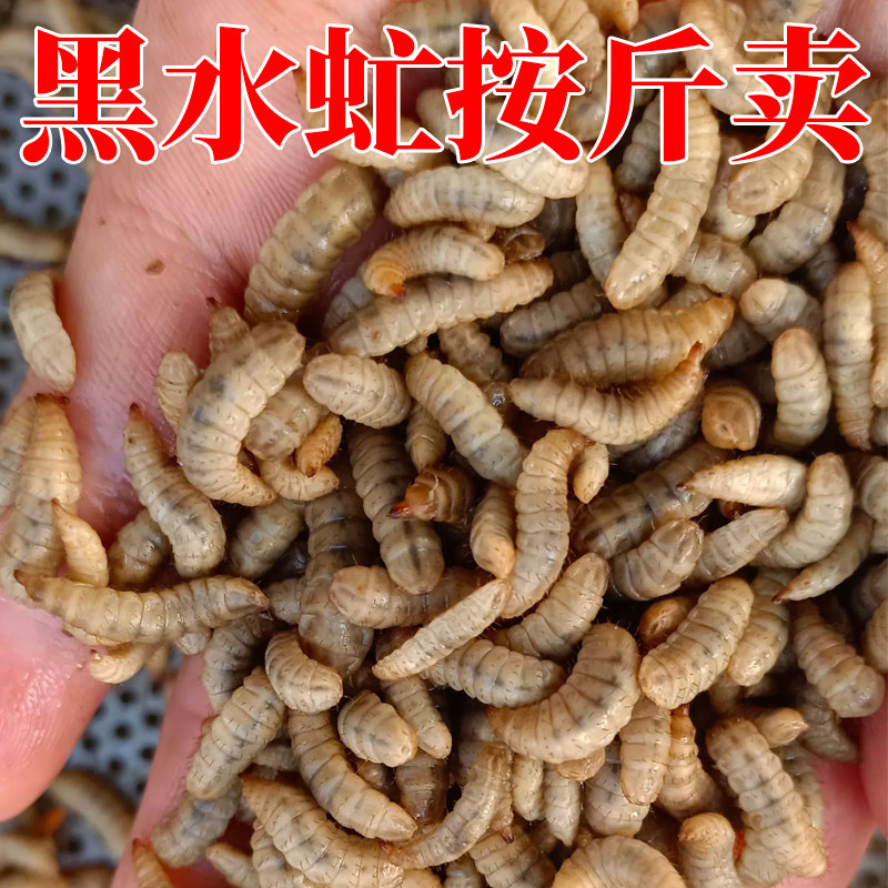 黑水虻幼虫钓鱼饵料宠物饲料食品