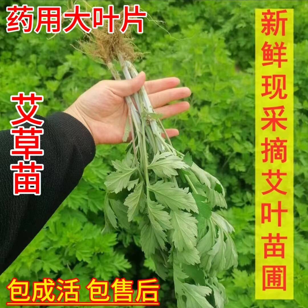 新鲜艾叶艾草整棵带根图片