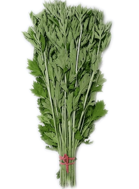 新鲜艾叶艾草整棵带根