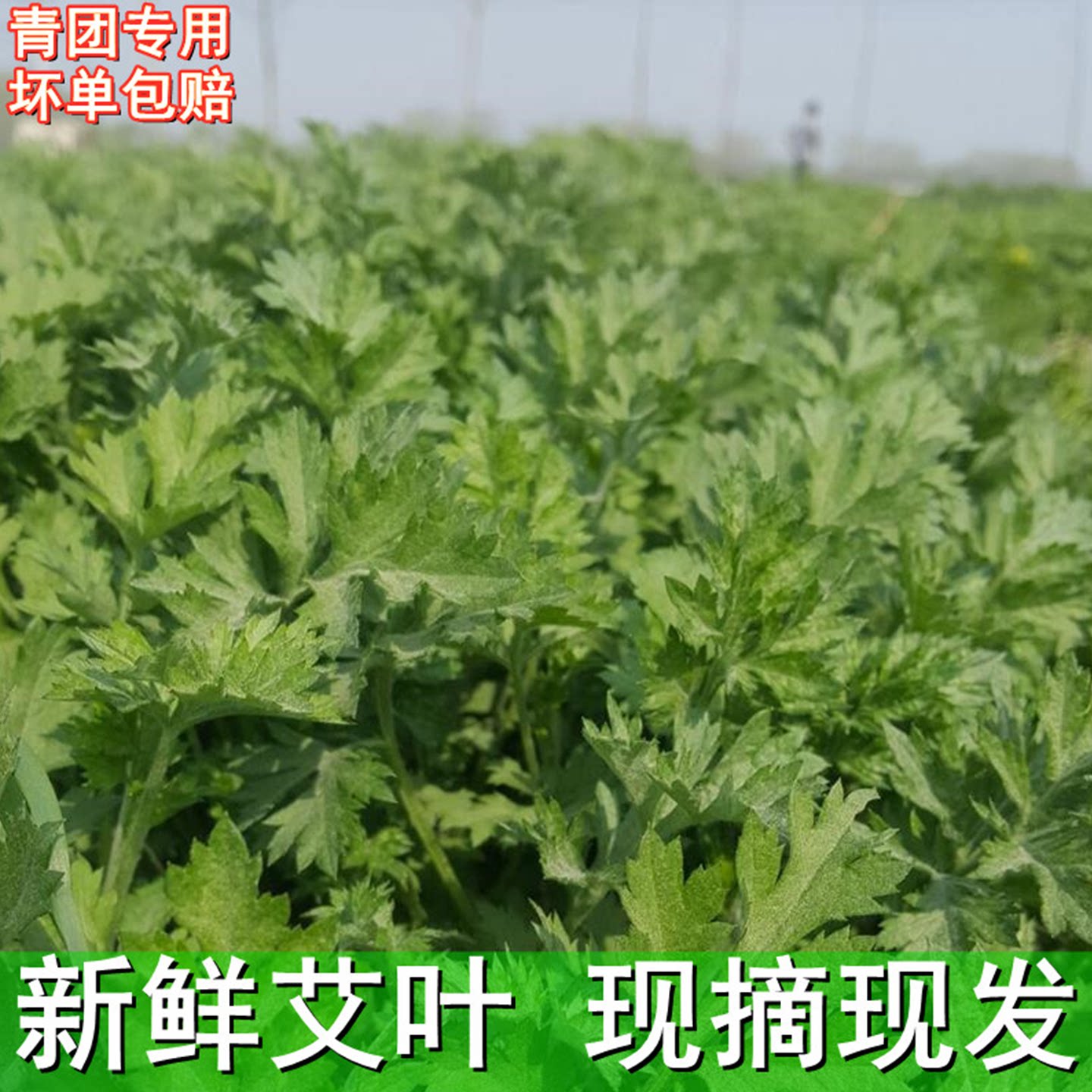 新鲜现采艾叶艾草糍粑青团专用图片