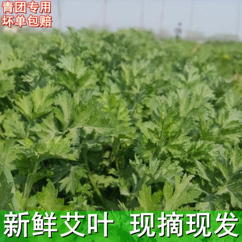 新鲜现采艾叶艾草糍粑青团专用