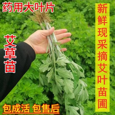 新鲜艾叶艾草整棵带根