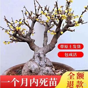 腊梅花树苗盆栽室内外老桩梅花盆景庭院耐寒花卉植物浓香素心腊梅