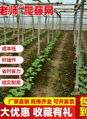 豆角黄瓜植物爬藤网丝瓜专用网