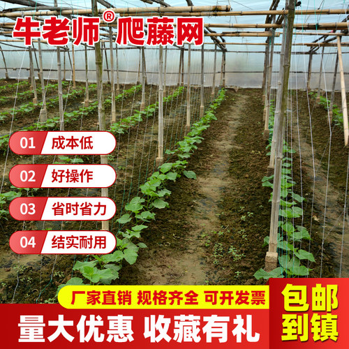 牛老师爬藤网农用种菜种植攀爬网