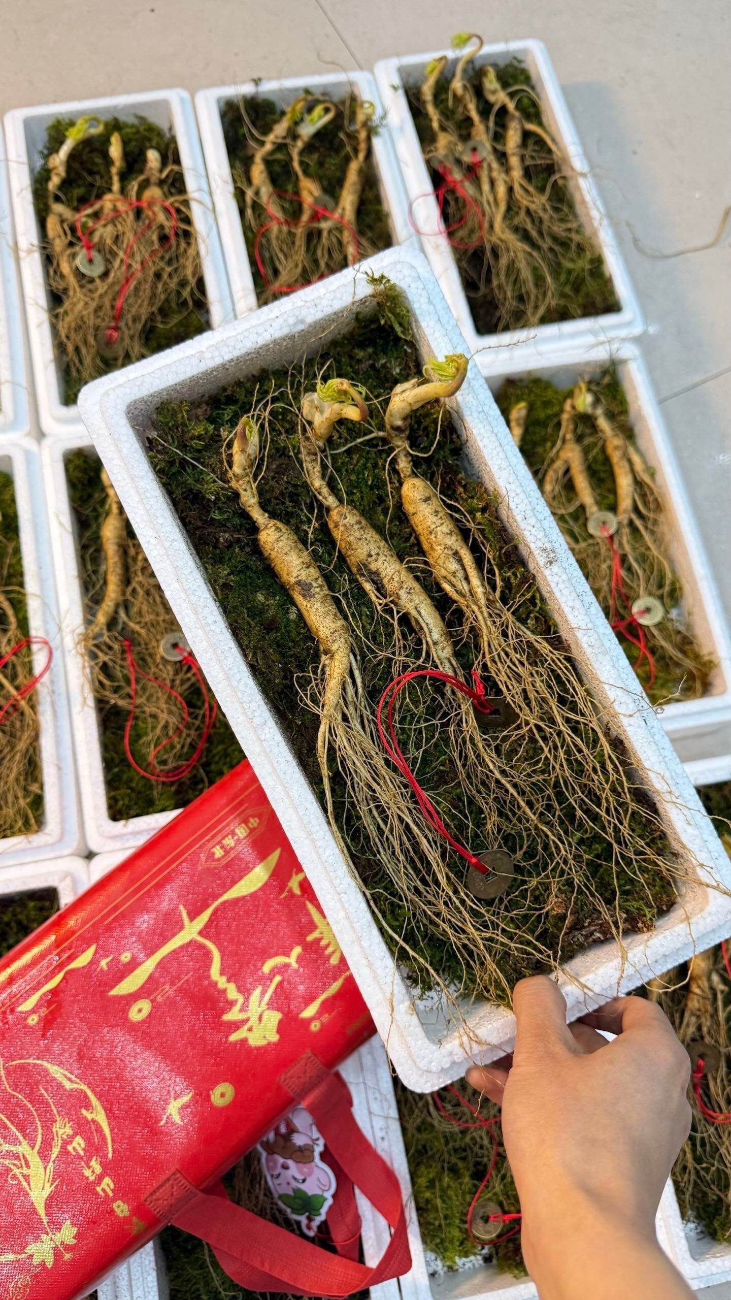新鲜人参趴货东北长白山特产林下参老山参高年头高档滋补品