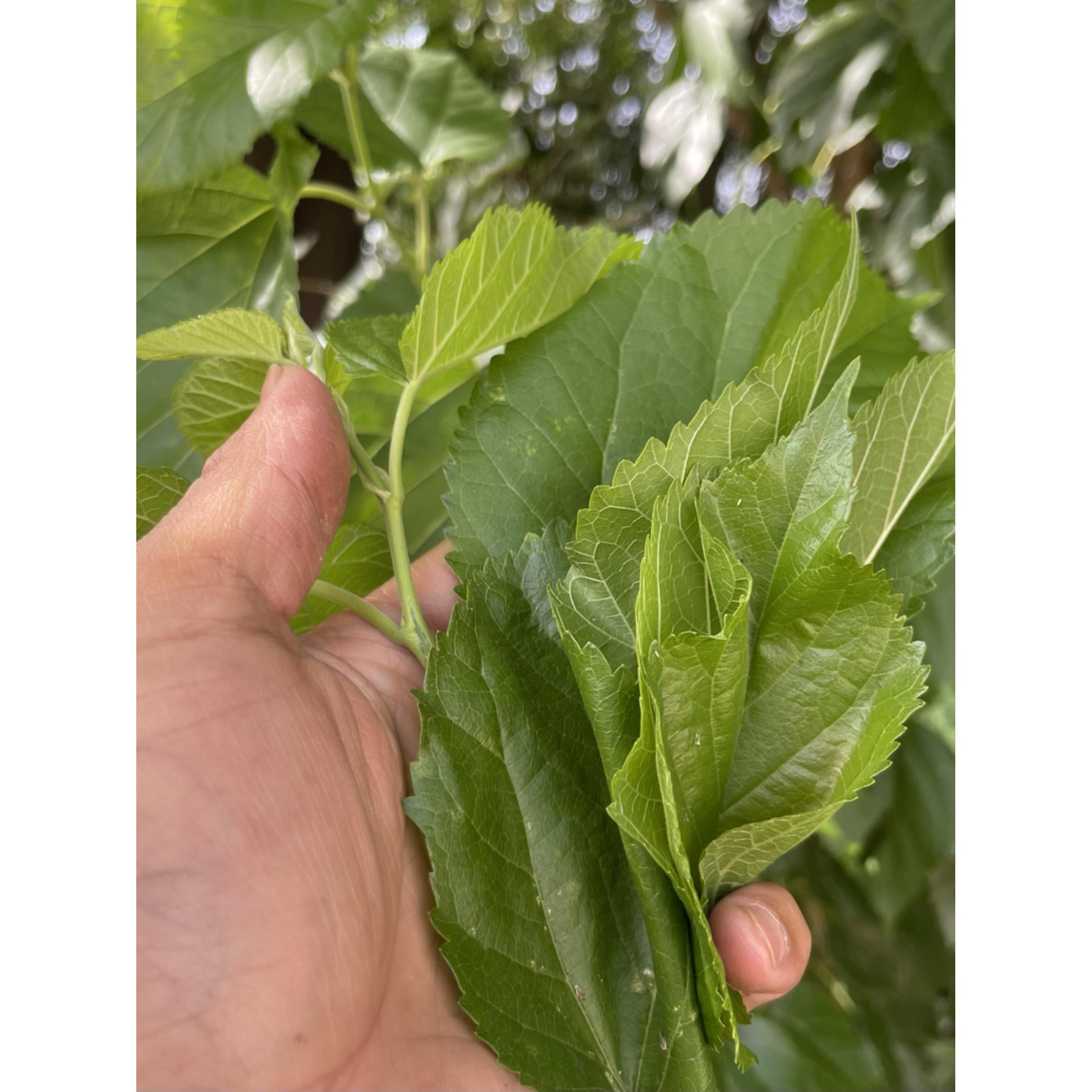 新鲜桑叶春蚕食物纯叶片饲料学生养蚕现摘嫩叶大蚕宝宝饲料大小蚕