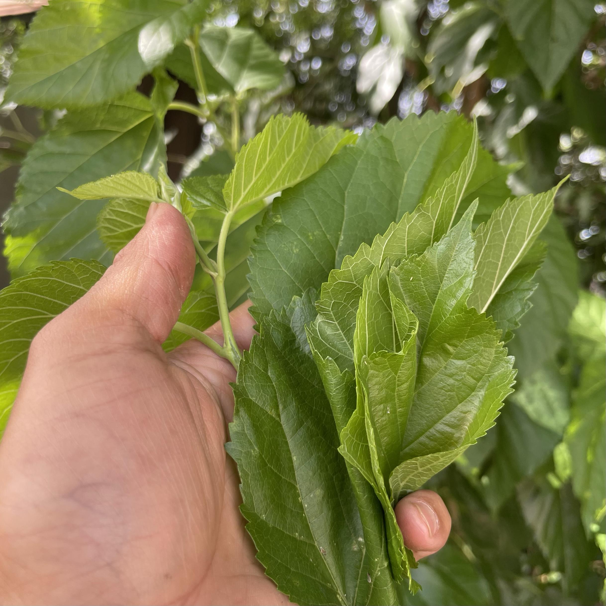 新鲜桑叶春蚕食物纯叶片饲料学生养蚕现摘嫩叶大蚕宝宝饲料大小蚕