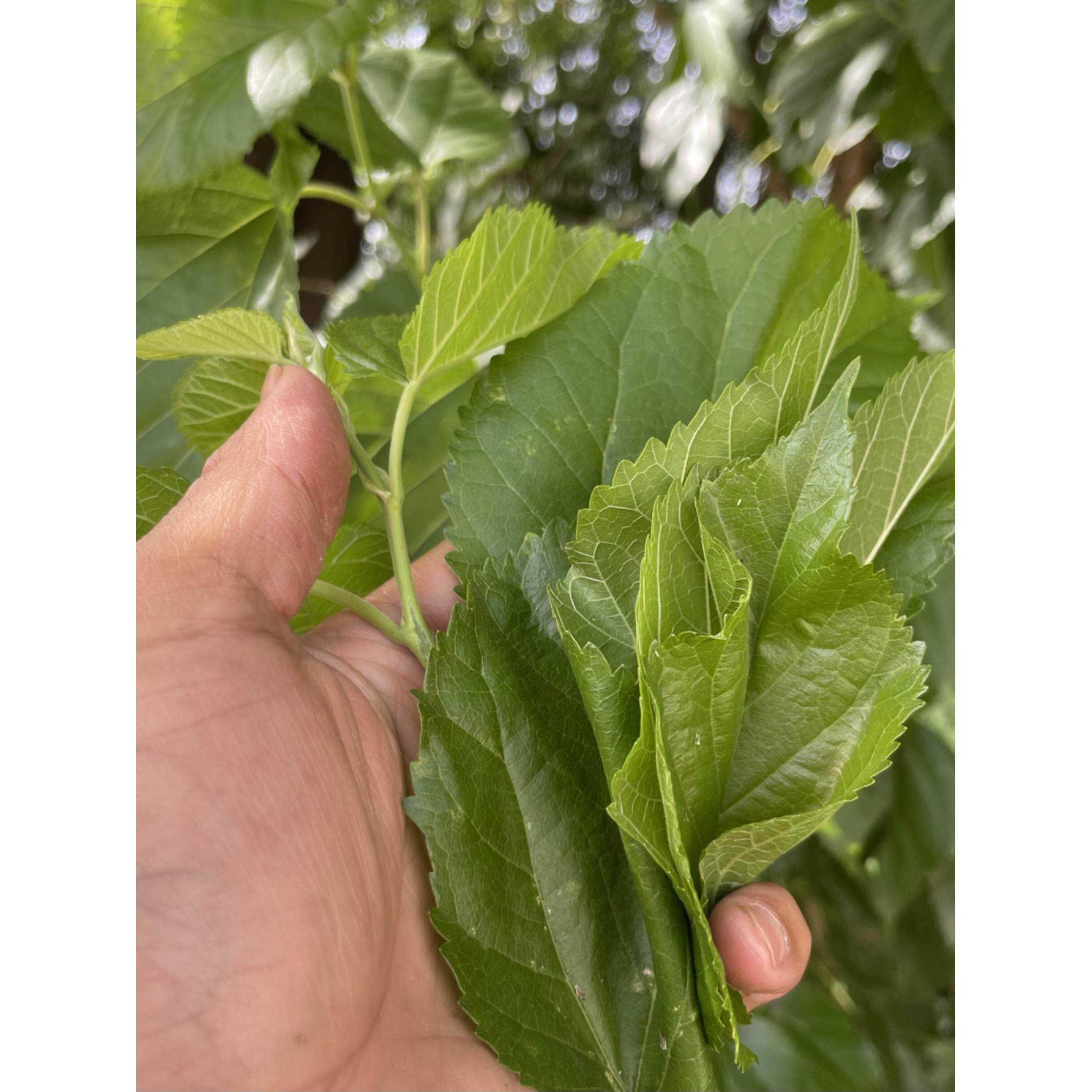 新鲜桑叶春蚕食物纯叶片饲料学生养蚕现摘嫩叶大蚕宝宝饲料大小蚕