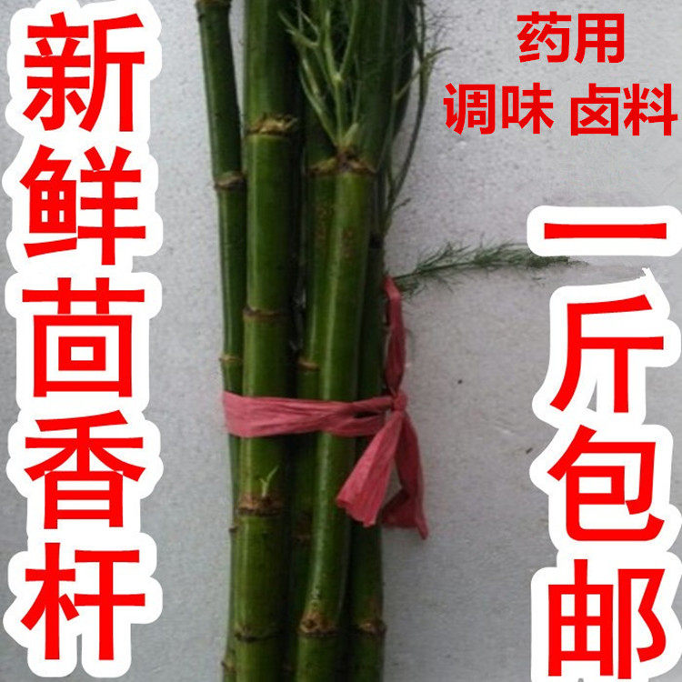 新鲜小茴香杆河南南阳干品