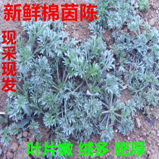 新鲜茵陈白蒿嫩芽正月棉茵陈现采摘净食用蒸菜泡茶干品