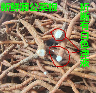 新鲜黄花地丁种子苗蒲公英根