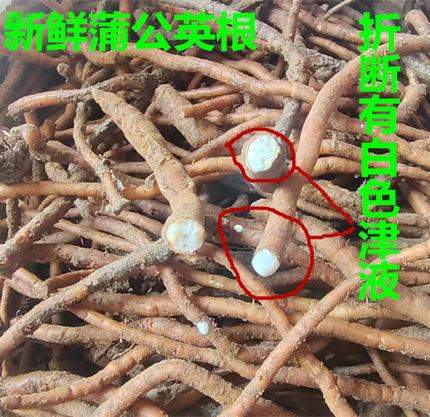新鲜蒲公英根 黄花苗根 婆婆丁根 黄花地丁根种子苗