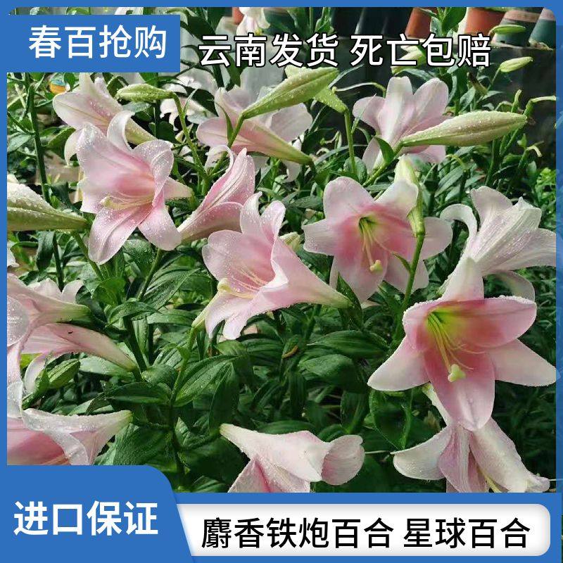 现货发进口麝香铁炮星球百合花种球好种繁殖强易复花包对版香味足