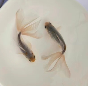 丹凤金鱼活体观赏鱼冷水淡水广温鱼缸室内室外皮实好养耐活包邮