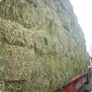 苜蓿草捆家畜喂马青草料牛羊驼食用牧草动物园宠物养殖场干草饲料