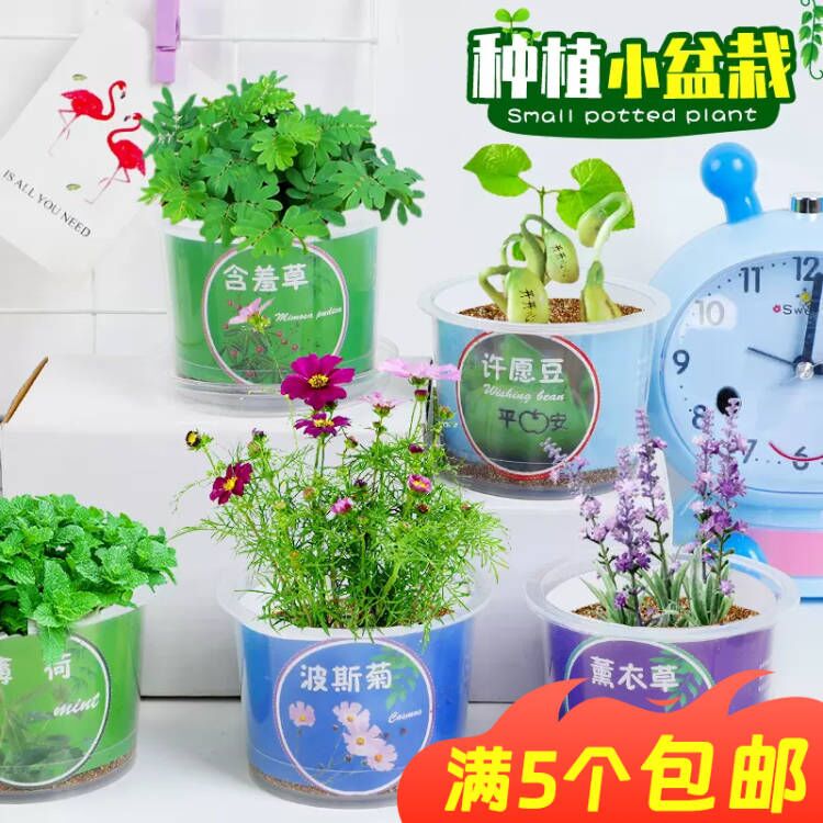 迷你小盆栽绿植好养四季