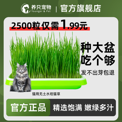 养只宠物兔草种子猫草自种