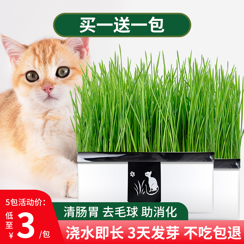 猫草猫薄荷盆栽水培零食