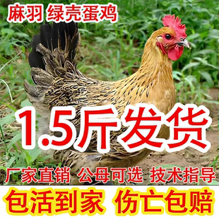 1.5斤麻羽土鸡小鸡活苗纯种青脚麻羽鸡正宗绿壳蛋鸡脱温土鸡苗