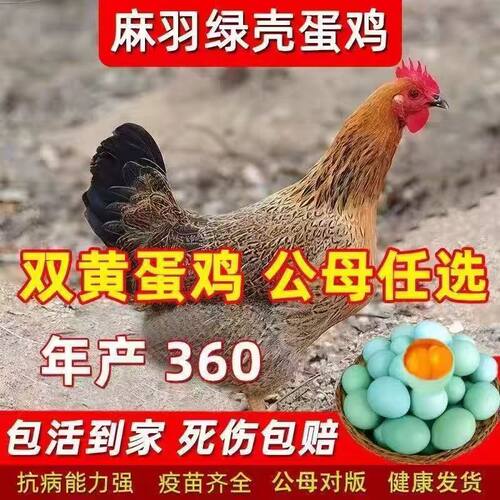 麻羽鸡半1斤活体苗小鸡仔苗批发