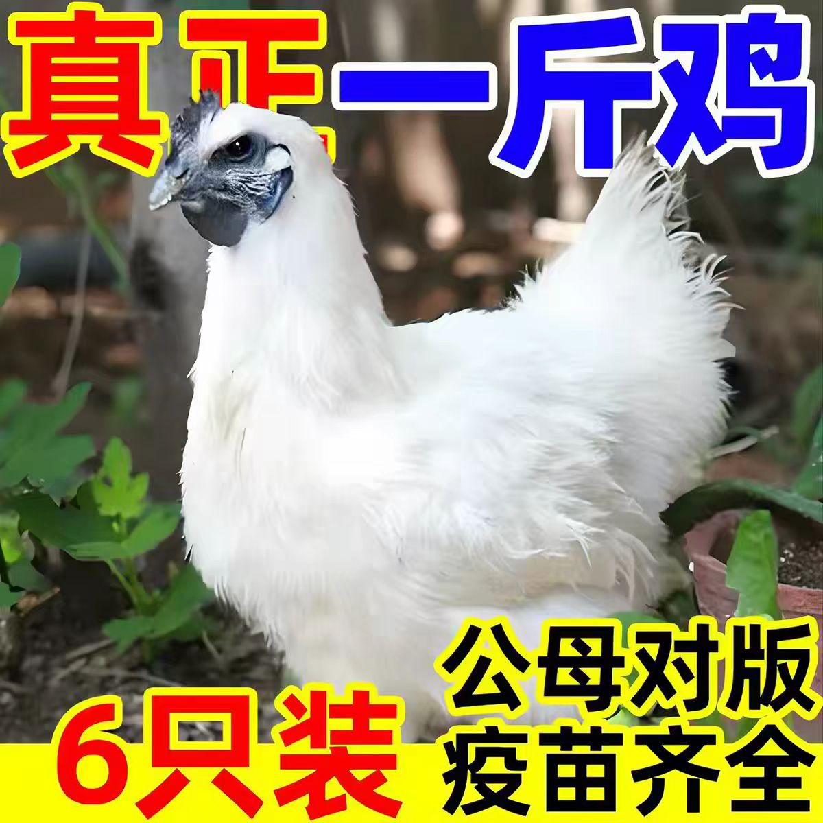 1一斤乌鸡乌骨鸡活苗小鸡苗批发
