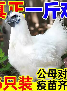 1一斤乌鸡乌骨鸡活苗小鸡苗批发