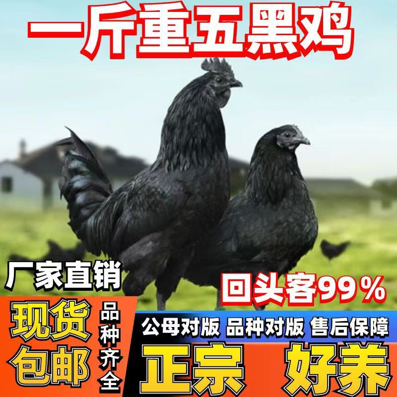 1斤五黑鸡活苗母小鸡苗批发