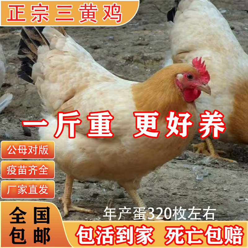 一斤三黄鸡小鸡仔土鸡活鸡活苗
