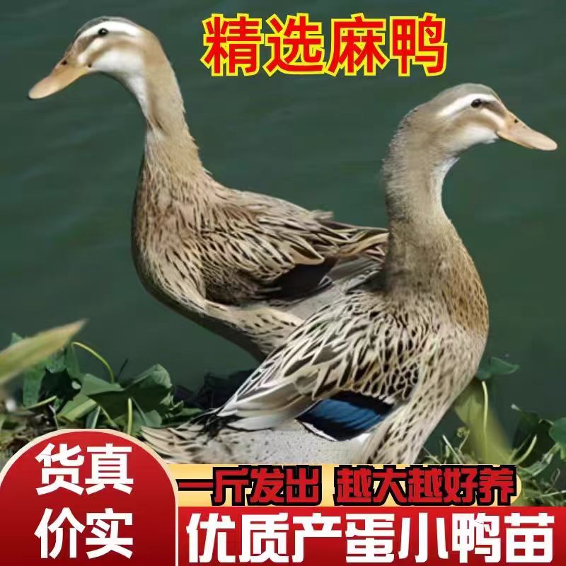 高产蛋青头麻鸭活体鸭苗水鸭子苗