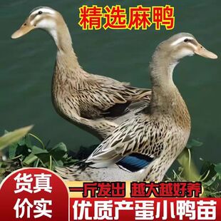 一斤正宗麻鸭子活苗高产蛋绿壳蛋土鸭苗金锭高邮麻鸭脱温小鸭子苗