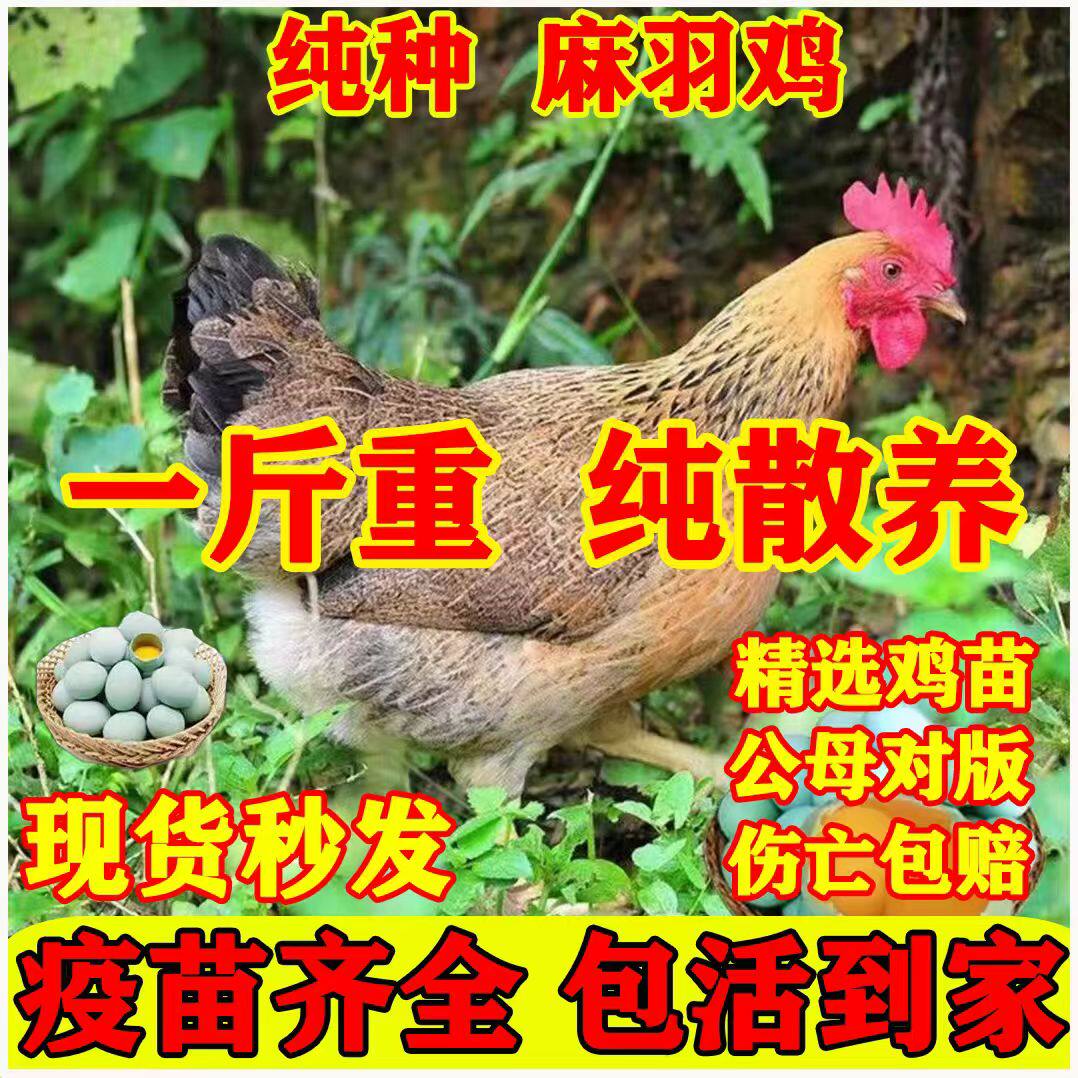 1斤麻羽土鸡苗土鸡苗小鸡苗批发