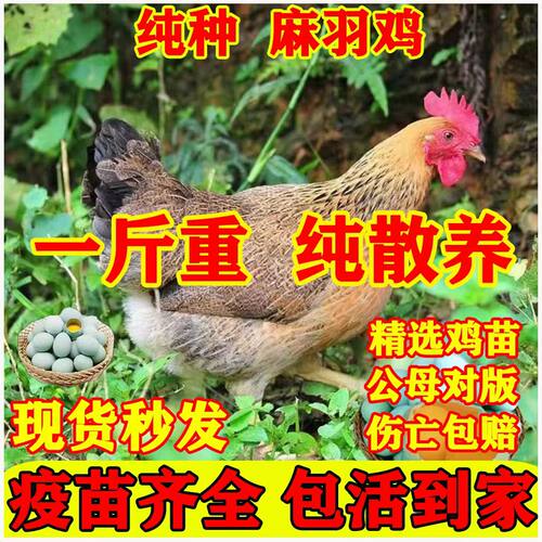 1斤麻羽土鸡苗土鸡苗小鸡苗批发