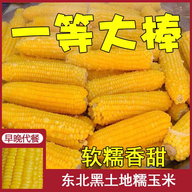 10根新黄甜糯玉米香甜鲜黏速冻东北粘苞米棒非转基因粗粮非白