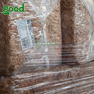 进口水苔智利水草兰花种植土