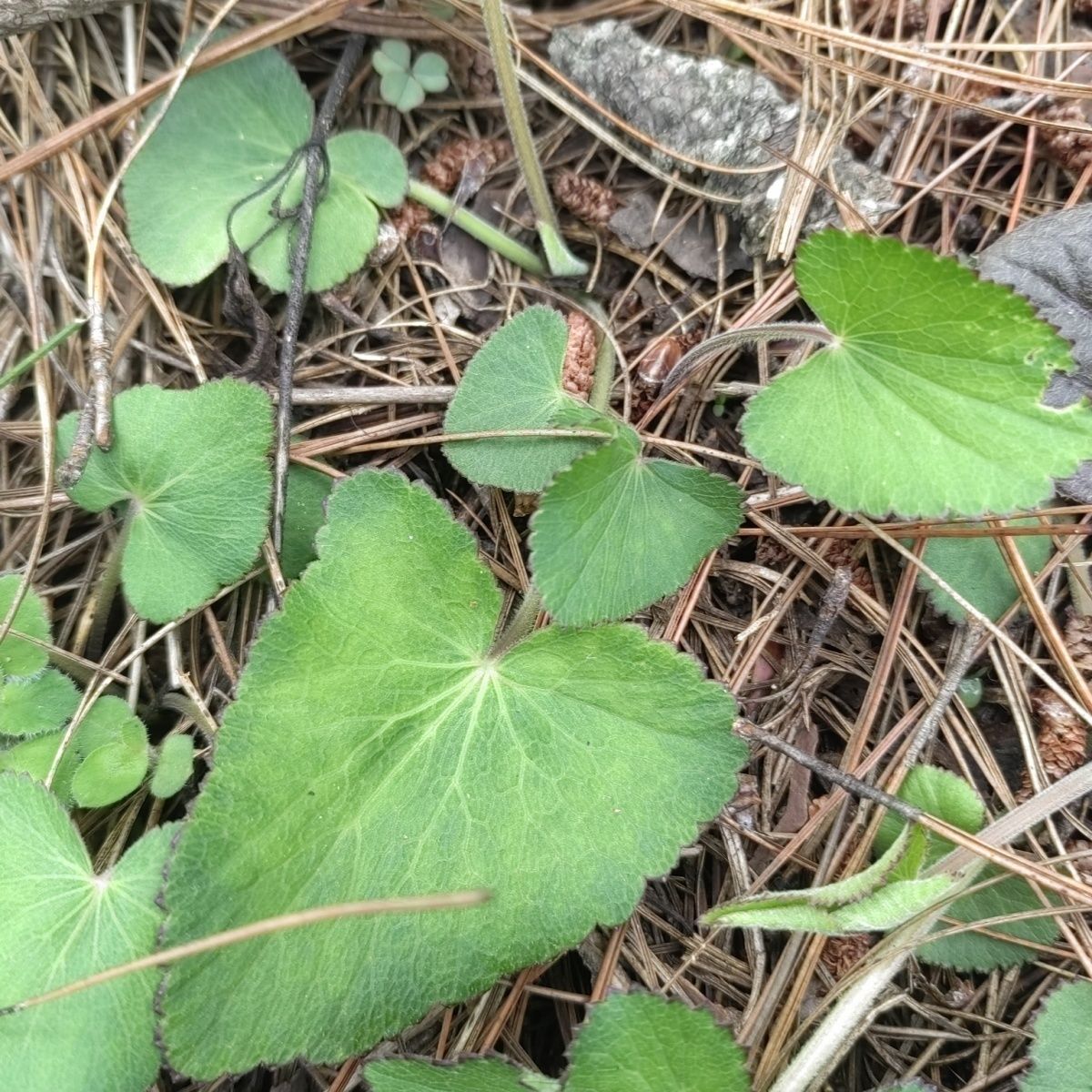 云南天然山当归青草异叶茴芹鹅脚板杏叶防风羊膳七百路羊古草