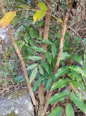 云南深山十大功劳中药材500g克刺黄连土黄连刺黄柏天然功劳木干货