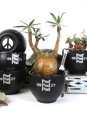 pnd原创块根植物黑色塑胶花盆多肉反战日式透气盆景控根加厚塑料