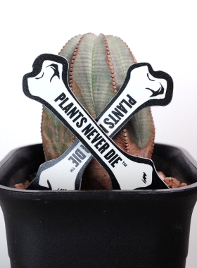 PLANTSNEVERDIE块根植物记录插签多肉植物花盆装饰山乌龟创意srl