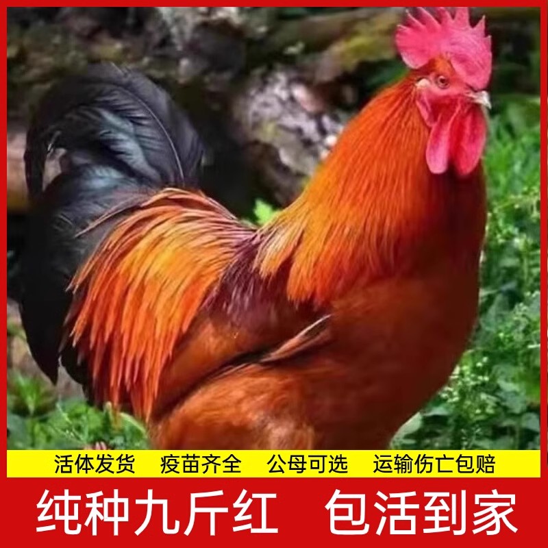 正宗九斤红公鸡K9大种鸡大红公鸡土鸡脱温鸡红玉小鸡宠物包活到家