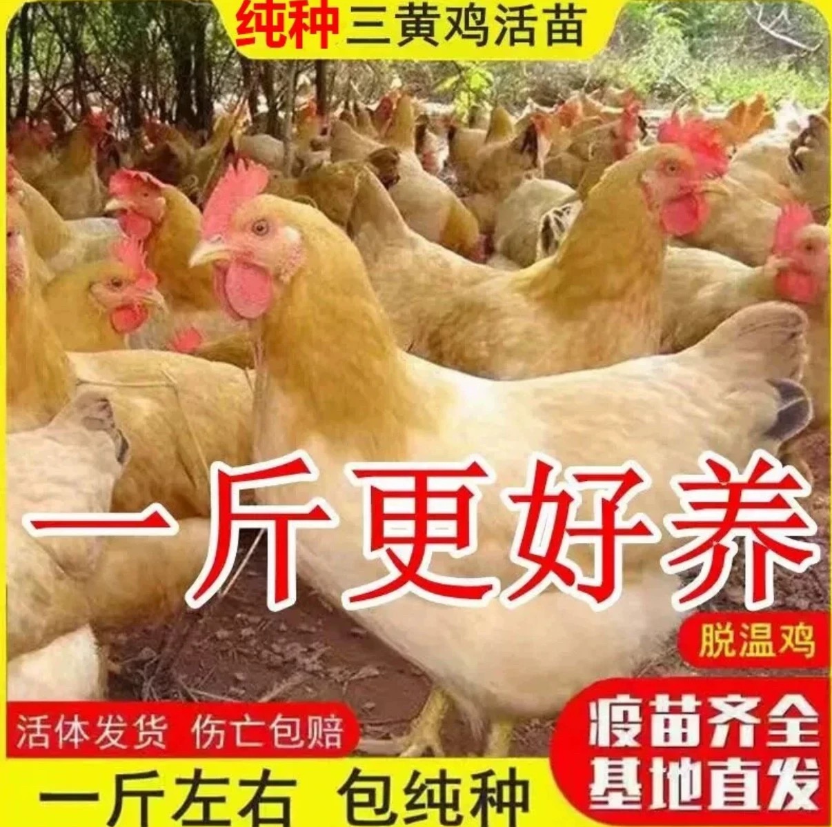 纯种三黄鸡农家散养正宗土鸡母鸡脱温小鸡一斤蛋鸡宠物鸡包活到家
