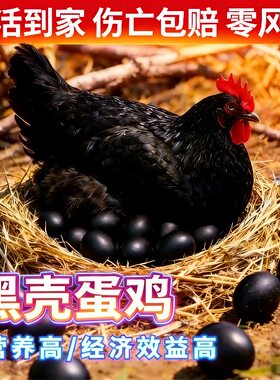 正宗黑壳蛋鸡高产黑壳蛋鸡产蛋王小鸡土鸡下黑壳蛋宠物鸡包活到家