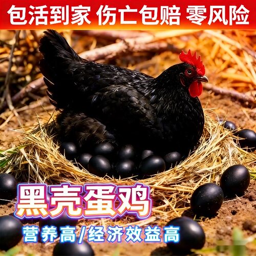正宗黑壳蛋鸡高产黑壳蛋鸡产蛋王小鸡土鸡下黑壳蛋宠物鸡包活到家