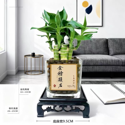 正宗文昌竹4支金榜题名水培植物办公室书桌带根招财驱蚊竹富贵竹
