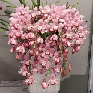 大花蕙兰蝴蝶兰绿植乔迁送领导长辈高档盆栽杭州上海广州北京同城