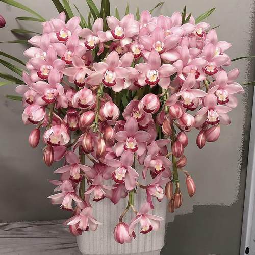 大花慧兰春节年宵花开业乔迁