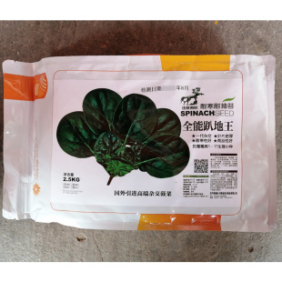 一代杂交全能趴地王菠菜种子叶肥厚油亮墨绿耐寒菠菜种籽抗霜霉病